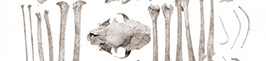 specimen10